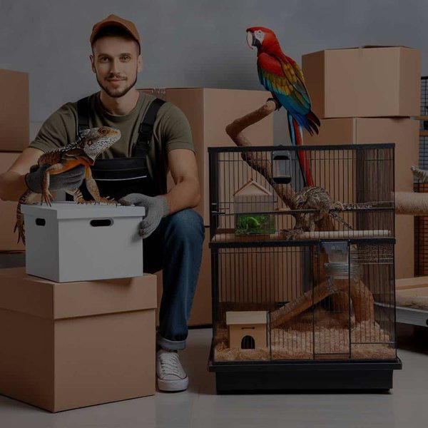 Comment déménager efficacement avec un animal exotique comme un reptile ou un oiseau ?
