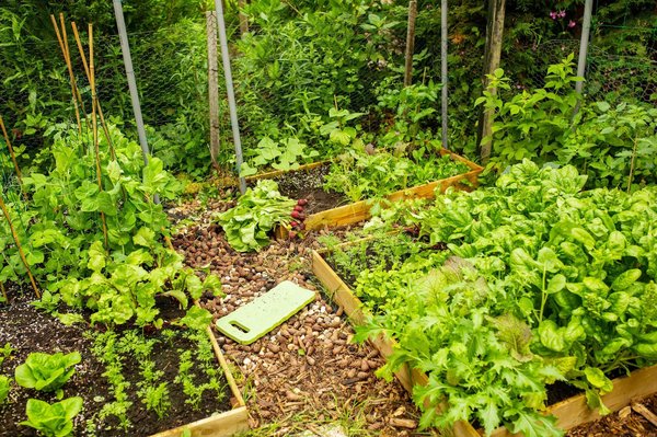 Découvrez notre gamme de carrés potagers durables et esthétiques